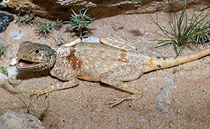 Pseudotrapelus sinaitus